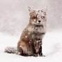 FOX-arch🦊